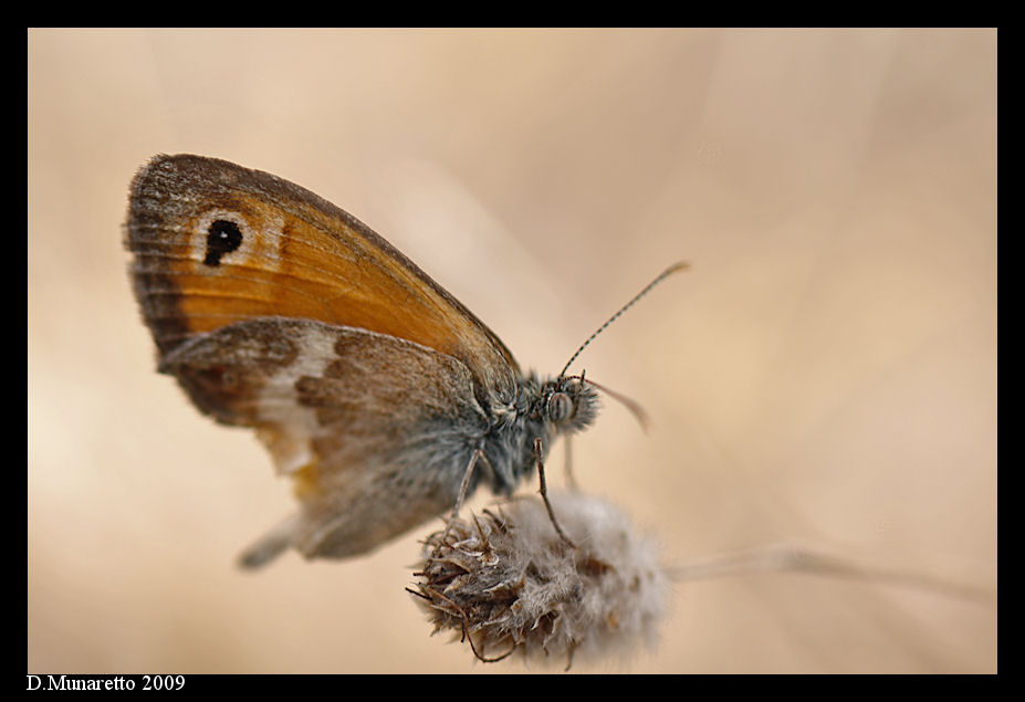 Farfalla...Alfabetica!